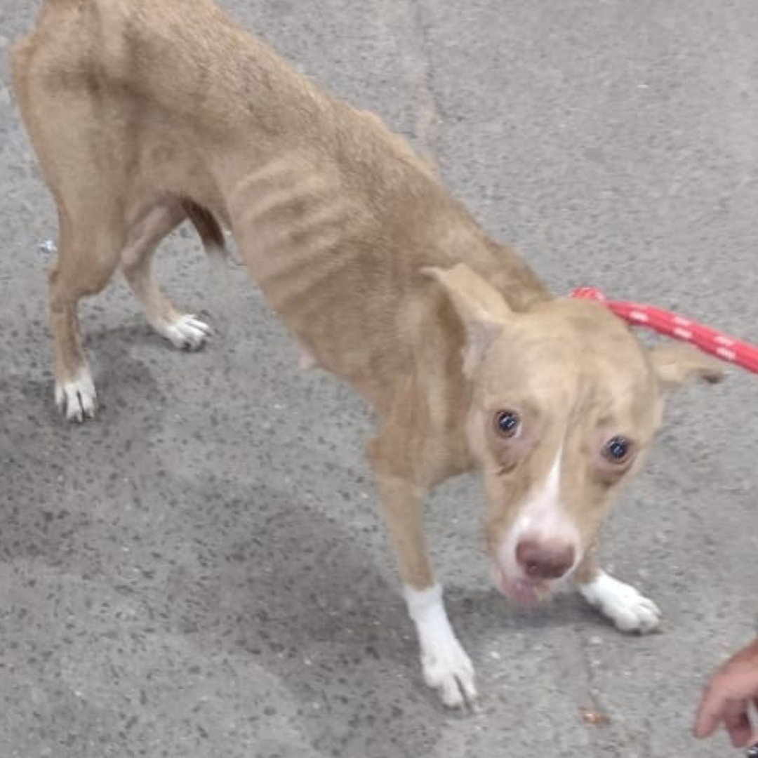 Simba antes do resgate